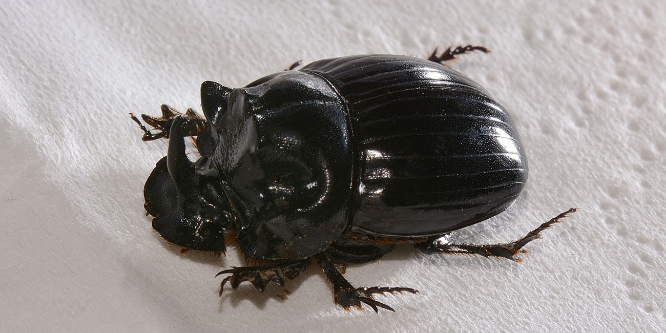 Copris lunaris, maschio (Scarabaeidae)